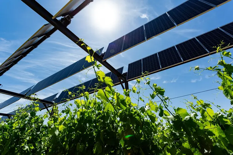Agrivoltaïsme viticole : guide complet pour viticulteurs en 2026