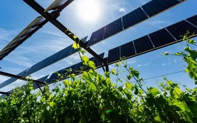 Agrivoltaïsme viticole : guide complet pour viticulteurs en 2026